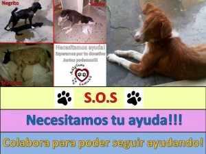 adoptame